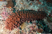 Thelenota ananas-Maldives Fesdhoo wreck-19m-20240423-da-DSC_6257_tn